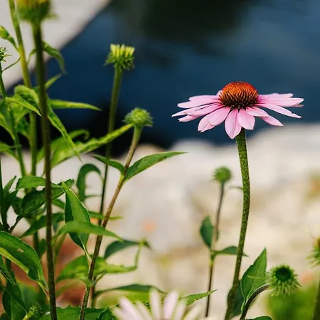 Evergreen Haven - Terrace & Bbq Апартаменты Kostel