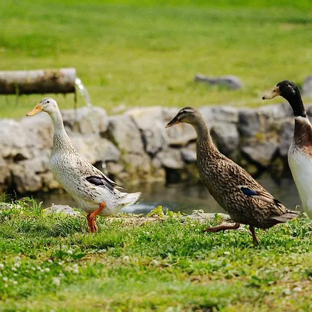 Апартаменты Evergreen Haven - Terrace & Bbq *