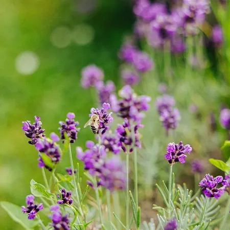 Evergreen Haven - Terrace & Bbq