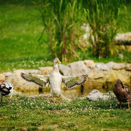 Evergreen Haven - Terrace & Bbq