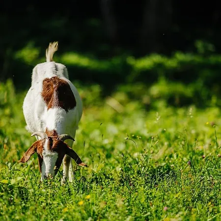 Апартаменты Evergreen Haven - Terrace & Bbq Kostel