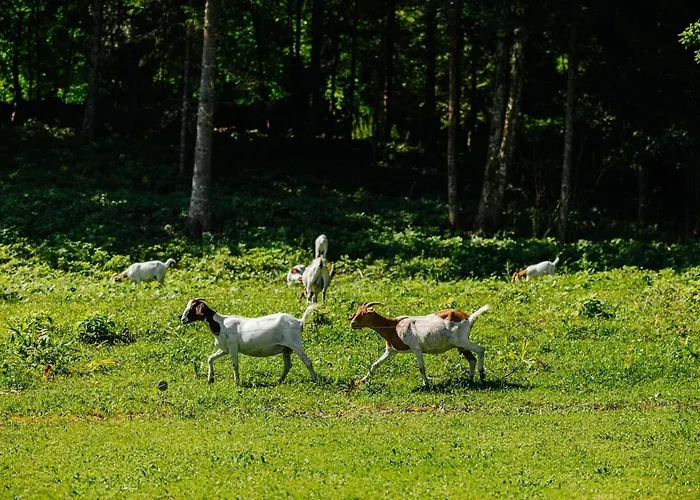 Evergreen Haven - Terrace & Bbq Appartement