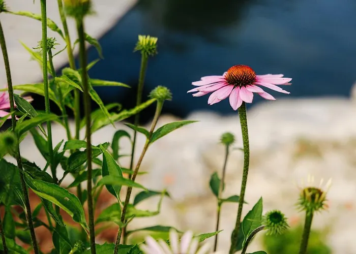 Evergreen Haven - Terrace & Bbq Appartement Kostel