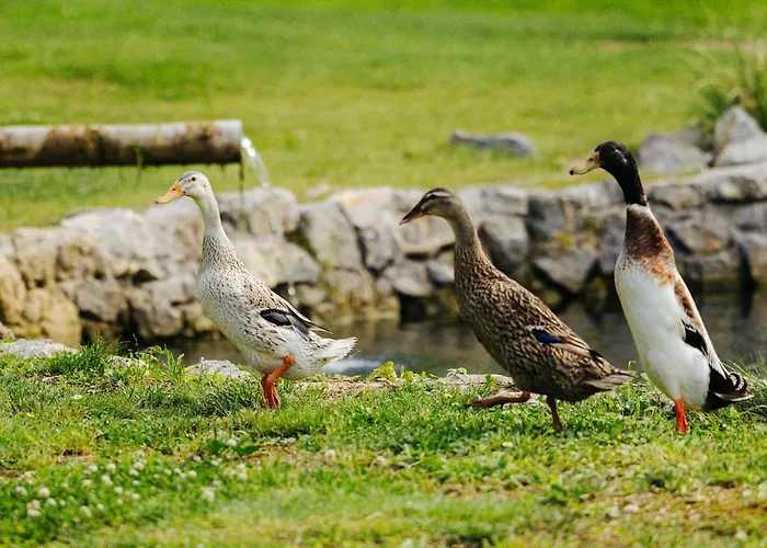 Апартаменты Evergreen Haven - Terrace & Bbq *