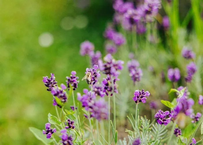 Evergreen Haven - Terrace & Bbq