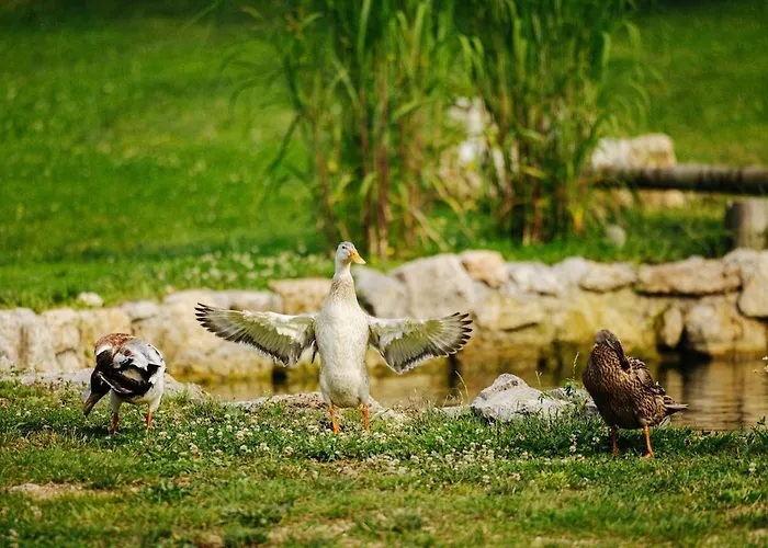 Evergreen Haven - Terrace & Bbq