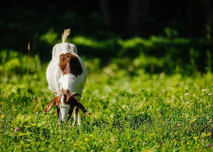 Апартаменты Evergreen Haven - Terrace & Bbq Kostel